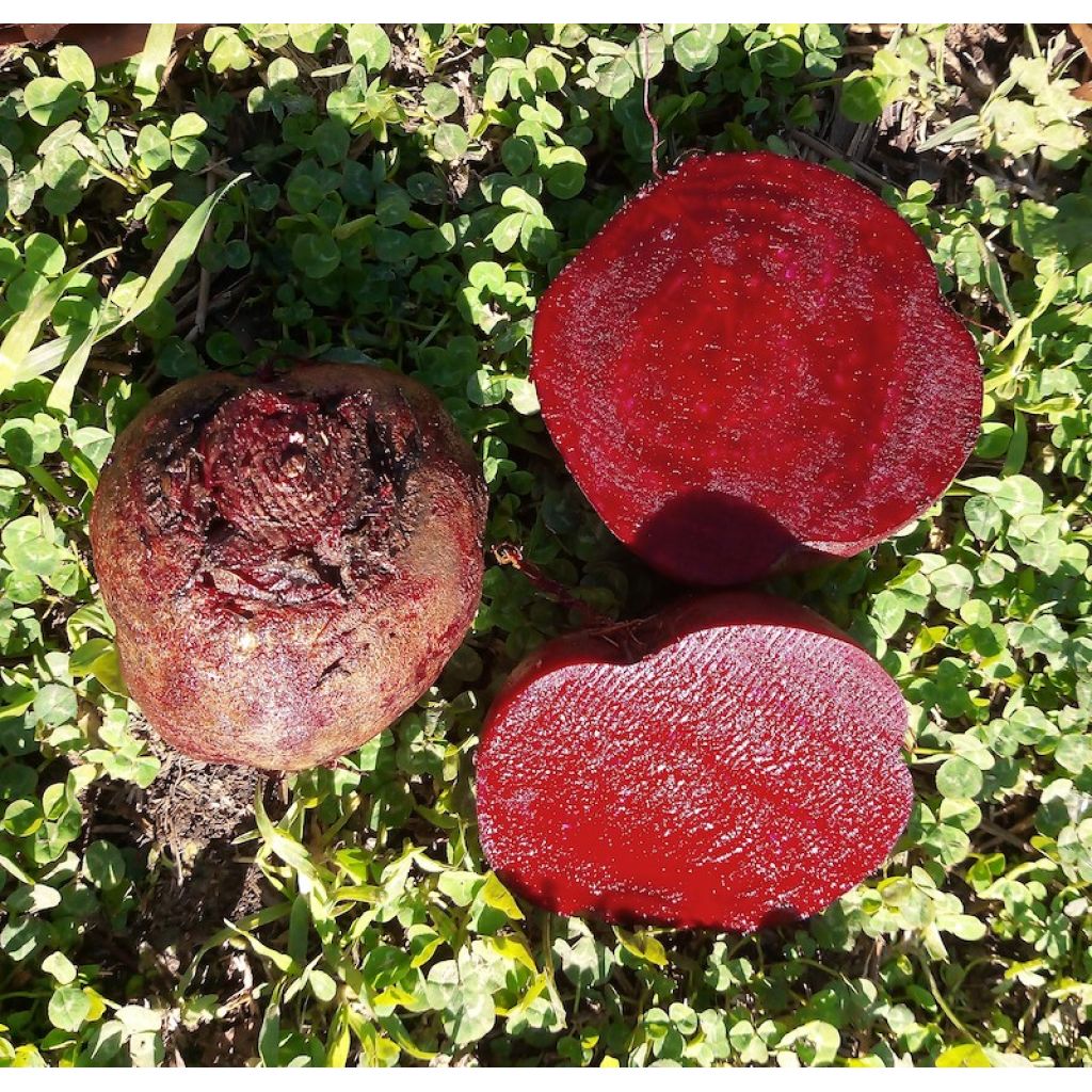 Barbabietole BIO Origine Italia cestello da 4 Kg