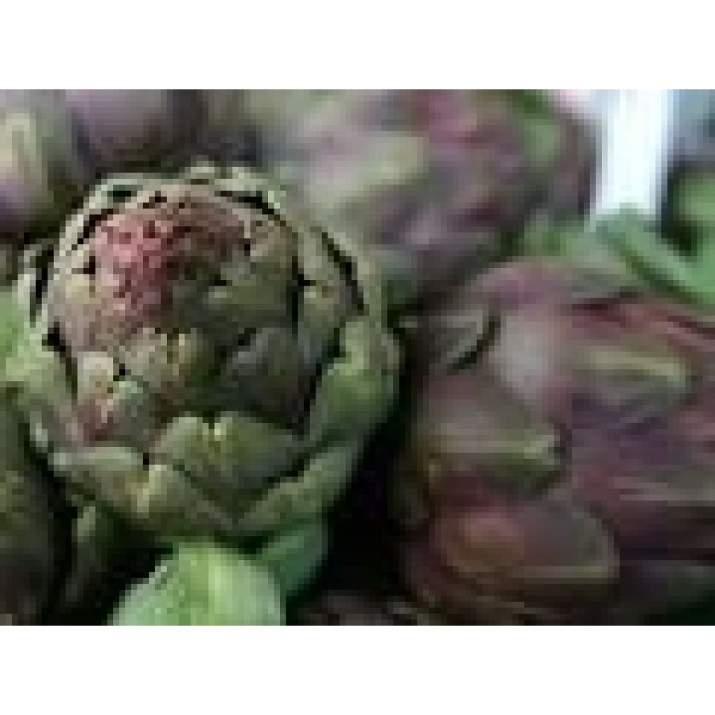 Carciofo violetto catanese Cat. II Origine Italia - cassa da 25 pz