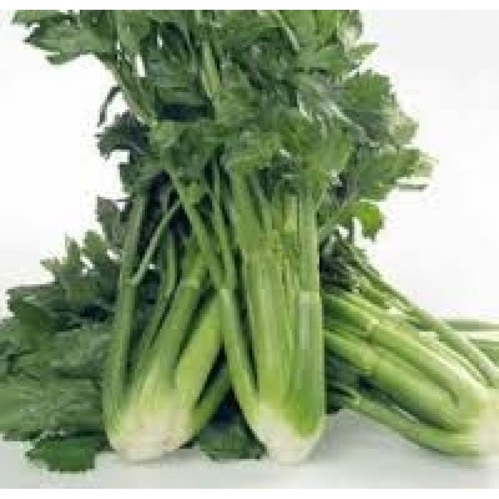 Sedano BIO Origine Italia - cestello da 6 Kg