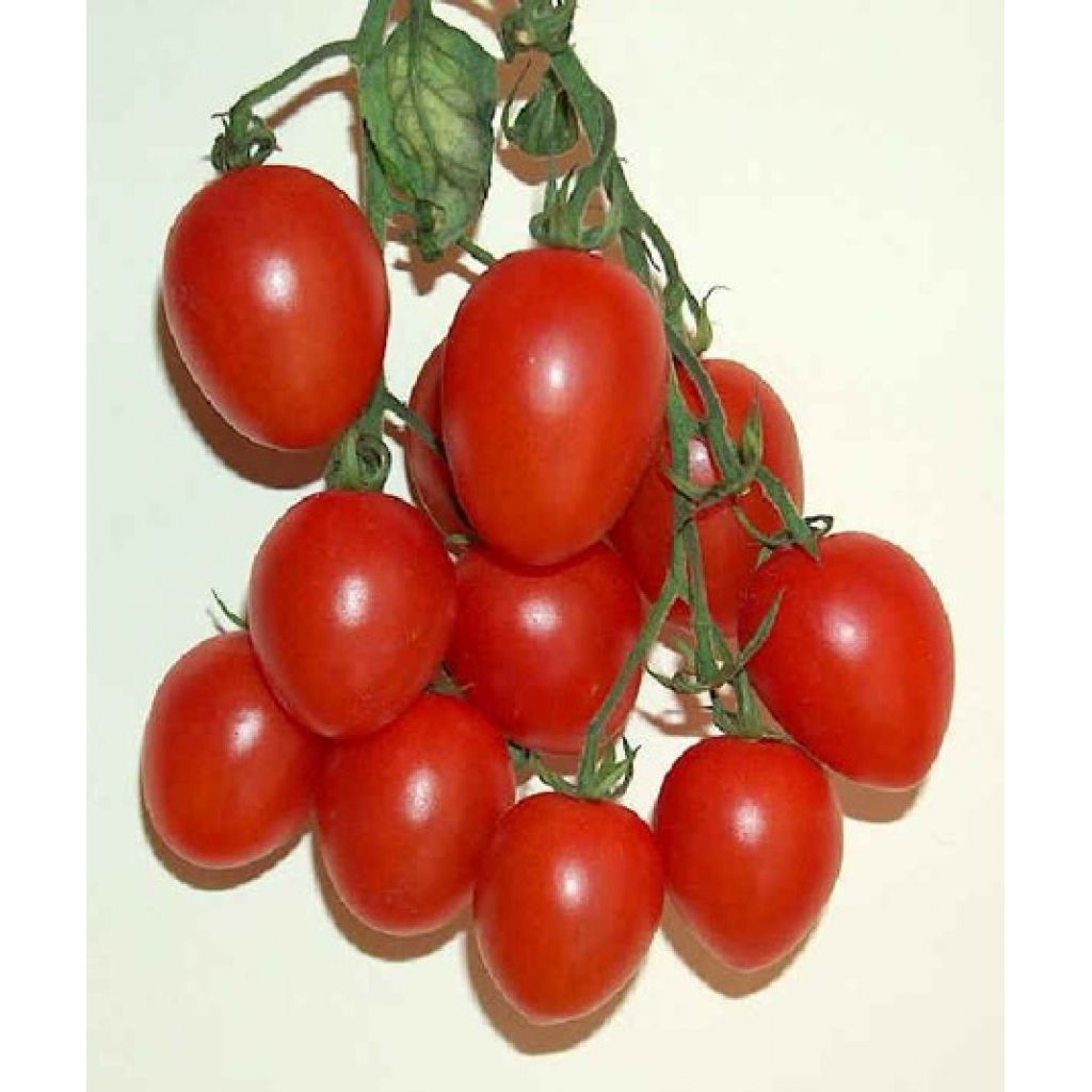 Pomodori pixel BIO Cat. II Origine Italia - cestello da 6 Kg