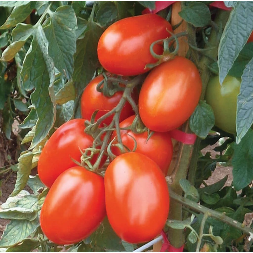 Pomodoro ovale Cat. II Origine Italia - cestello da 6 Kg