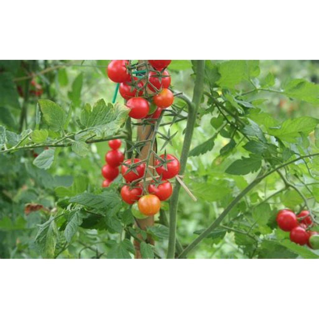 Pomodoro ciliegino - 6 Kg