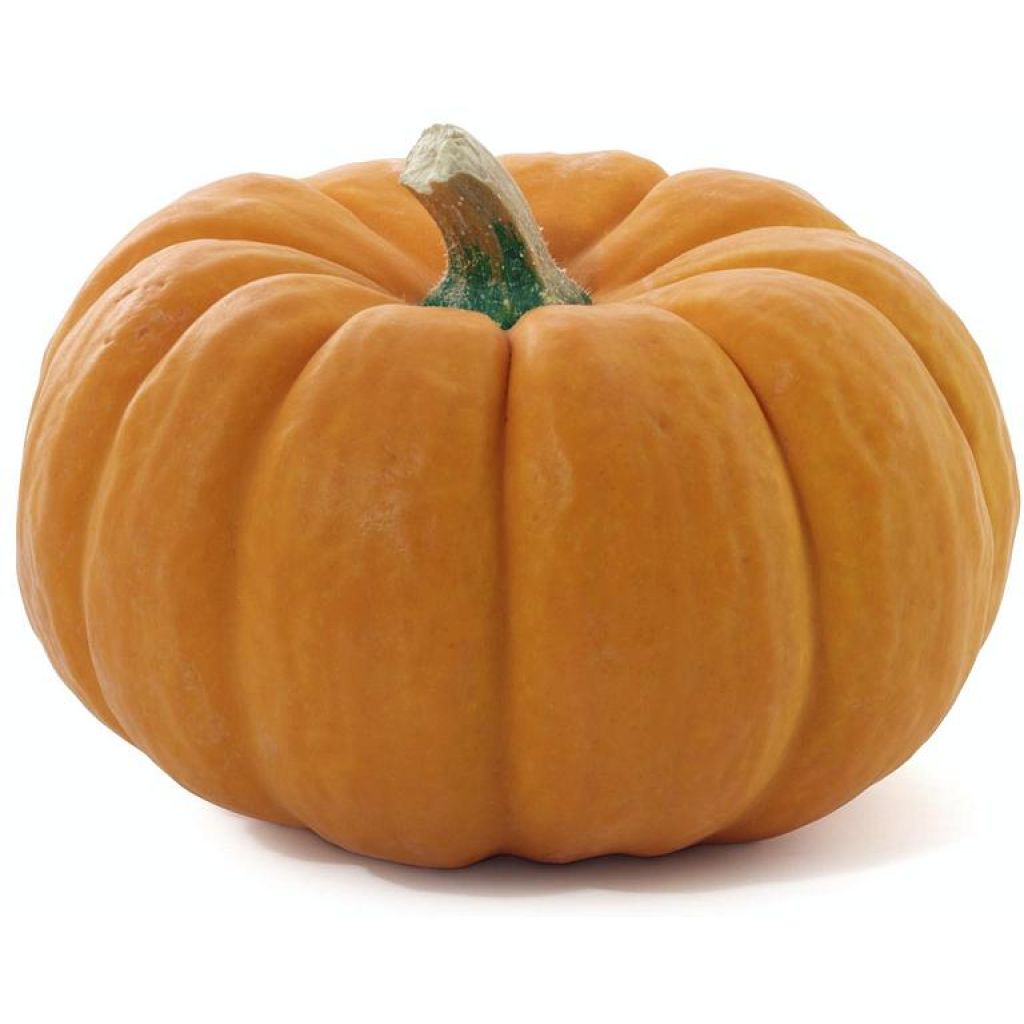 Zucca gialla Origine Italia - cestello da 7 Kg