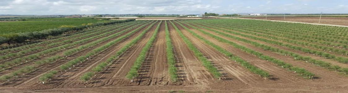 DI VITO AZ.AGRICOLA E FRANTOIO