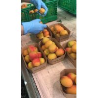 whatsapp image 20200624 at 10.06.15