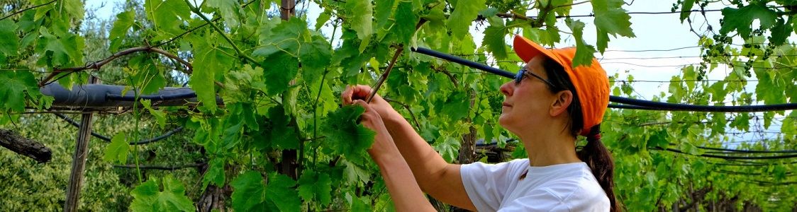 Azienda agricola Giannella Antonia