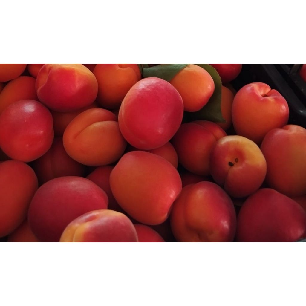 Albicocca rossa bio- 5Kg