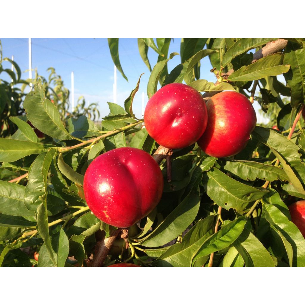 Nettarine da 5Kg