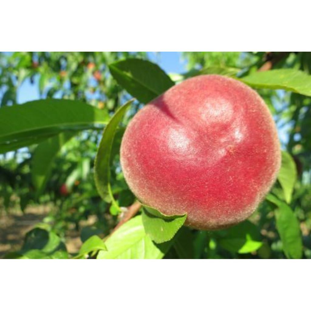 Peaches Rich may - from about Kg box. 4,8