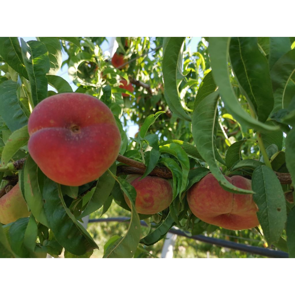 Pesche Piatte da 1Kg