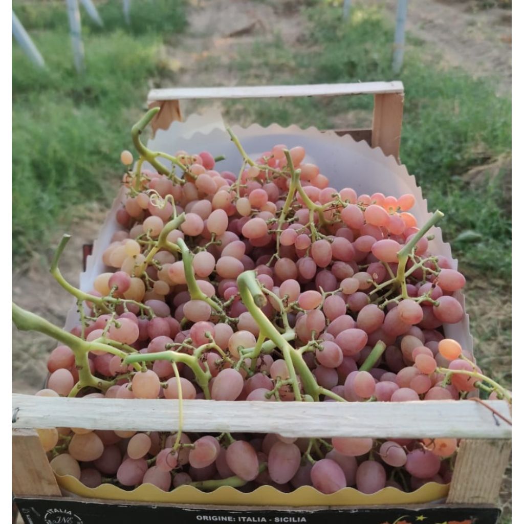 Uva senza semi rosata 2Kg