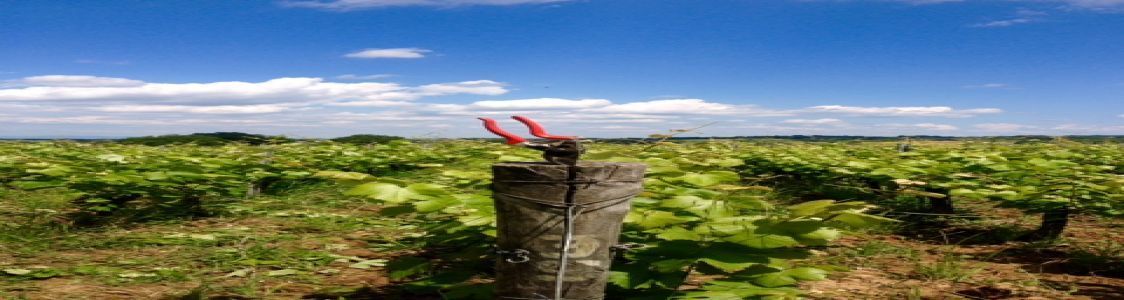 Azienda agricola I Giusti & Zanza Vigneti