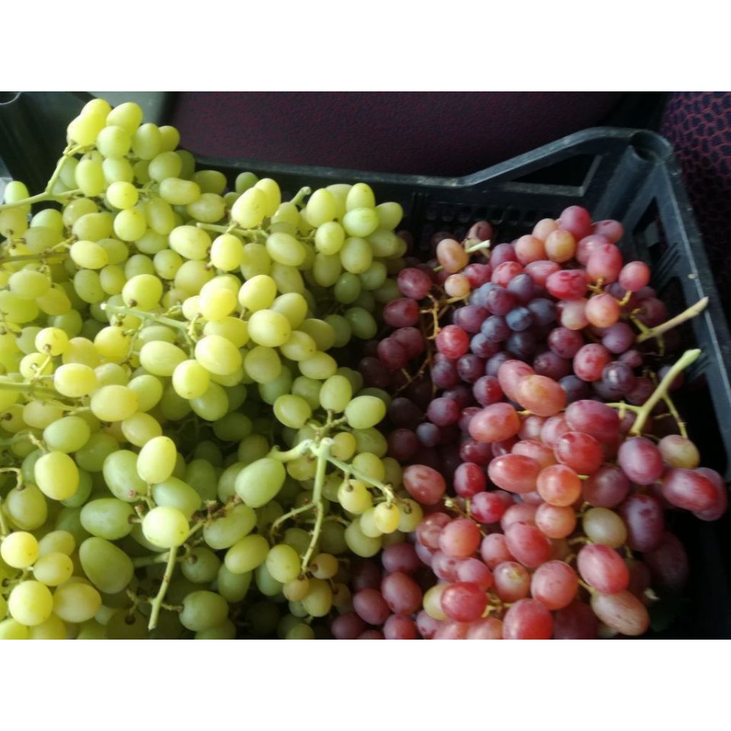 Cartone di uva senza semi MELISSA bianca 6 Kg