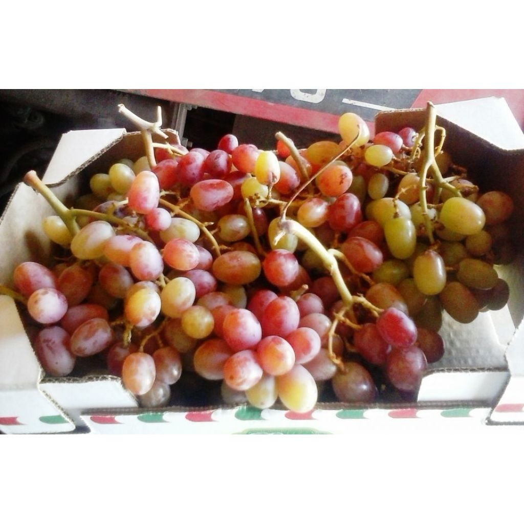 Cartone d'uva apirena rosata Crimson croccante 2 Kg
