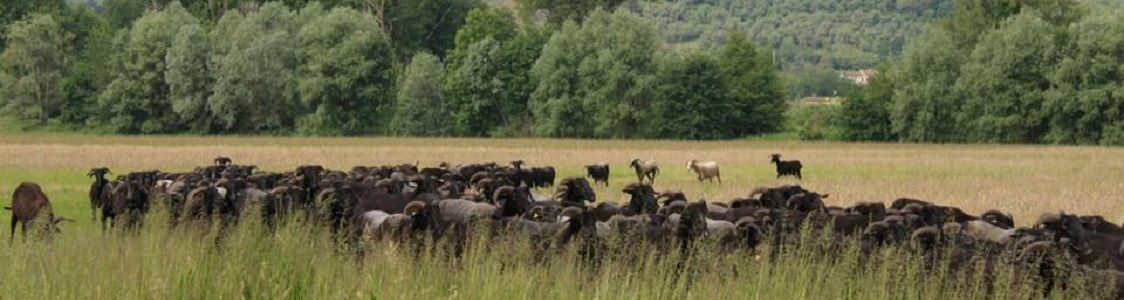 Azienda agricola Giorgi Marco e Sauro