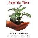Pom da T&egrave;ra - Gas Malnate