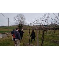 fattoria del piccione - stefano presenta la vigna