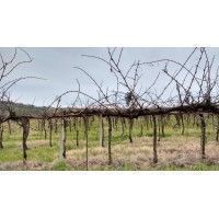 fattoria del piccione - vigna dormiente