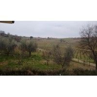 valle delle lepri - vigna e uliveto