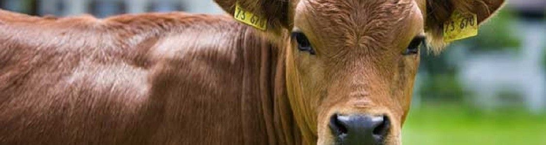 Comunit&agrave; di cittadini e contadini