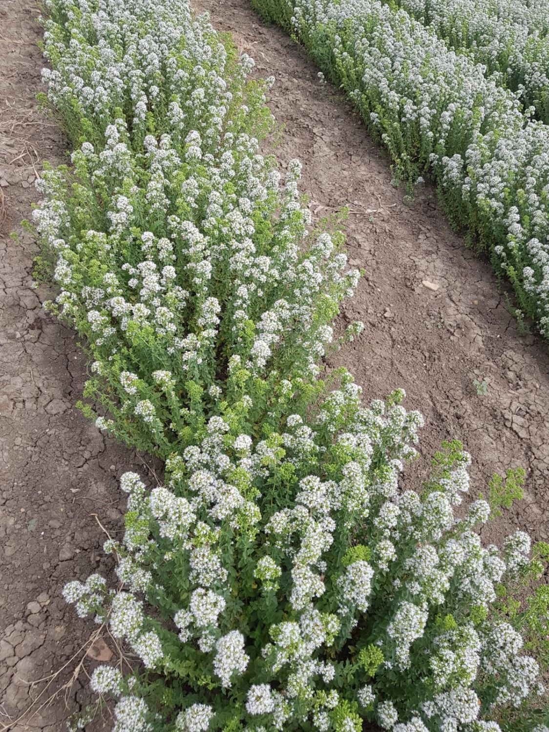 Raimondo Davide Calleja