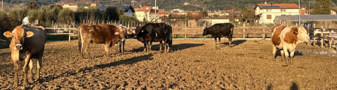 Azienda Il Garfagnino Di Matteo Pennacchi
